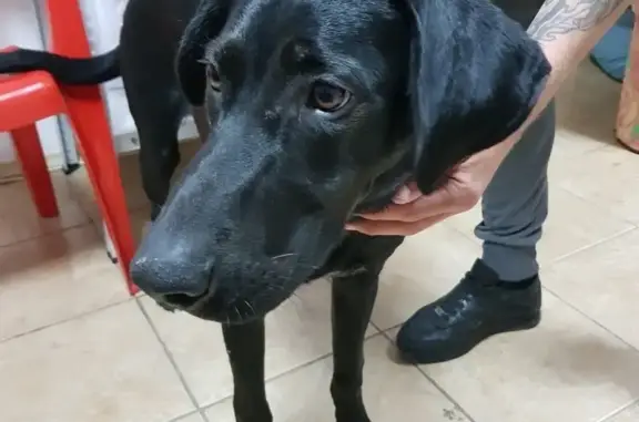 Собака с ошейником ищет хозяев в Новороссийске