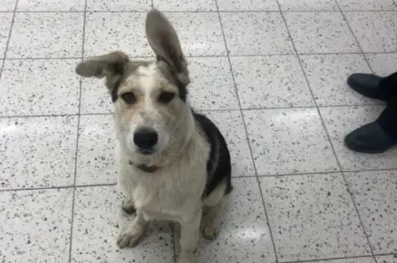 Найден щенок в Приморском районе СПб