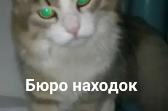 Пропал кот в районе Соломбала, Архангельск