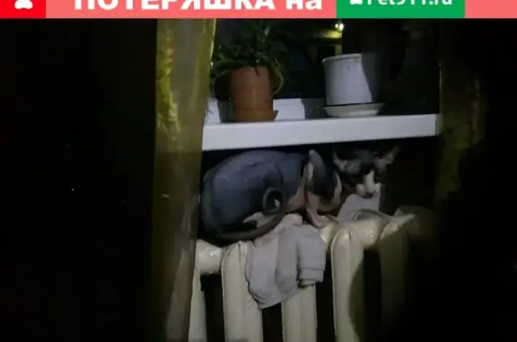 Пропал кот породы сфинкс в Новокузнецке, ОП 398 км.