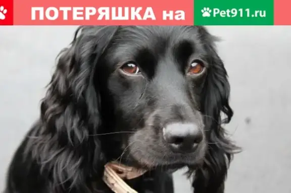 Найдена собачка на западном в Ростове