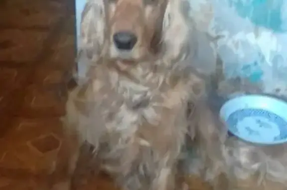 Найдена собака в Октябрьском районе, тел. для связи