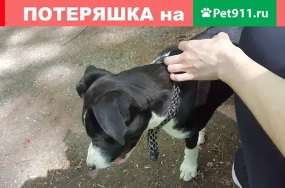 Найден черно-белый пес в Ставрополе
