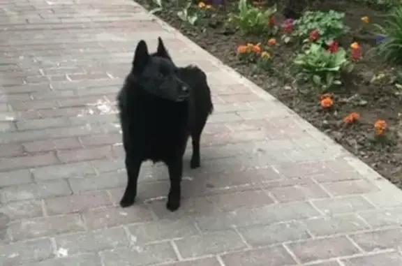Найдена чёрная собака на Малой Юшуньской улице, Москва