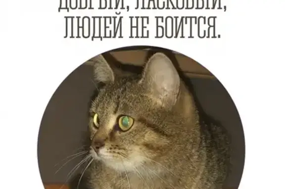 Найдена милая кошка на ул. Тендрякова 13