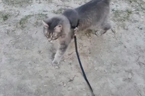 Пропала кошка в Тобольске, 7А мкр.