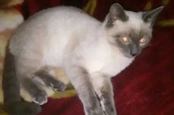 Кошки потеряшки, Троицко-Печорск, фото: Потеряшка кошка в Троицко-Печорске #РЕПОСТ#