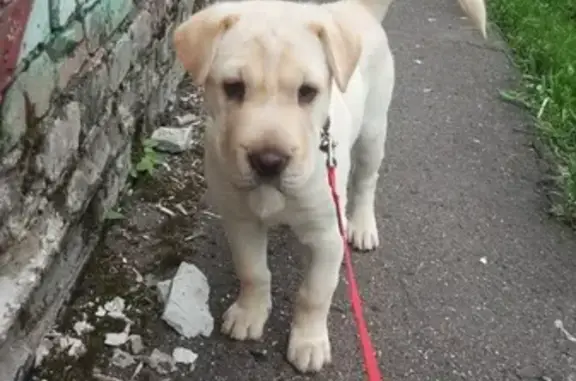 Найден щенок в районе Сокольники