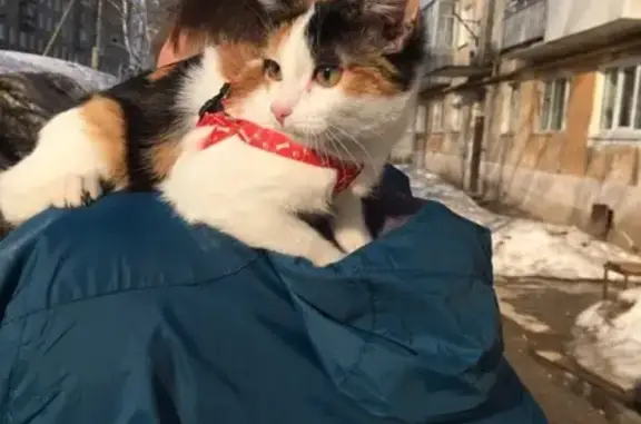 Пропала кошка в Кизеле, Пермский край