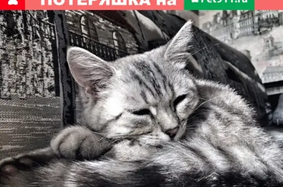 Кошки потеряшки, Тольятти, фото: Потеряшка кошка Лекс в Тольятти, помогите найти!