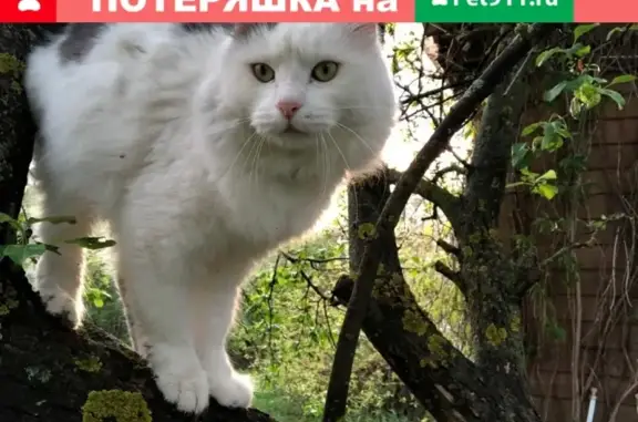 Кошки потеряшки, Гостилово, фото: Потеряшка кошка Ларик на Химиках-5, Гостилово!