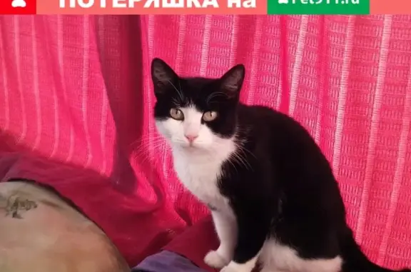 Найдена кошка в Пролетарском районе - нужна передержка!
