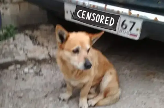 Найдена собака на Твардовского, дом 22, Смоленск (тел. Светланы)