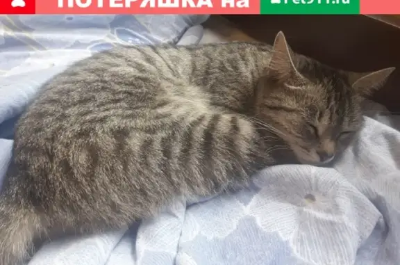 Найдена домашняя кошка на ул. Красного Маяка 3к1 и 1