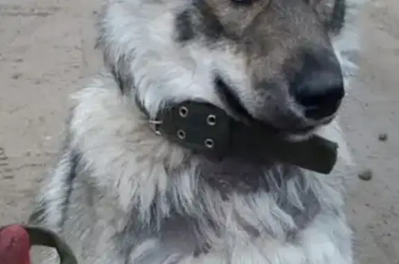 Собака найдена на Велюйском тракте, Якутск.