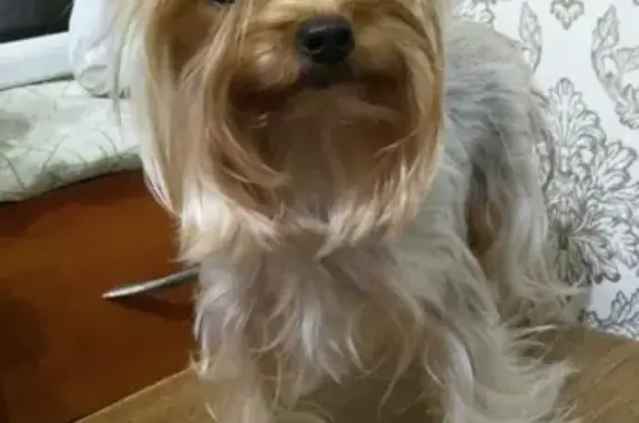 Собаки потеряшки, Черняховск, фото: Потеряшка собака Бэтти в Черняховске