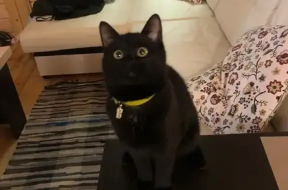 Кошки потеряшки, деревня Снегирёвка, фото: Потеряшка черный кот в поселении Снегиревка