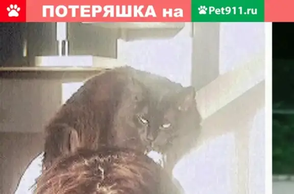 Пропала кошка на улице Ручьёва, Магнитогорск #кошки_потеряшки@zoocity_m