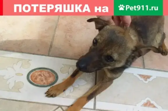 Найдена собака в поселении Воскресенское, Сосенское и Южном Бутово!