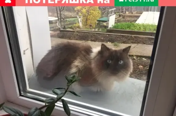 Пропала кошка в Лысьве: Пушок, участок 203, пост от Эмилии https://vk.com/mila.zharushkina