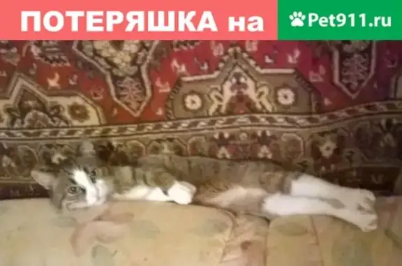 Пропала кошка на ул. Гагарина 19/2, вознаграждение гарантировано
