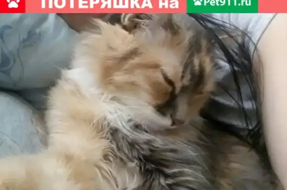 Пропала кошка в Кирово-Чепецке, район Боево