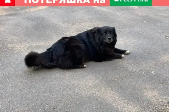Найдена домашняя черная собака с ошейником в Выборгском районе С-Пб