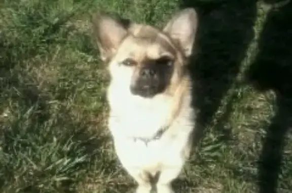 Пропала собака Герта в Сонково, Тверская область