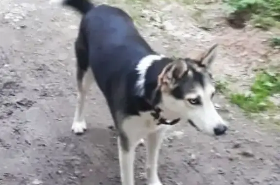 Найдена собака с разными глазами возле КП Кузнечики, Московская область
