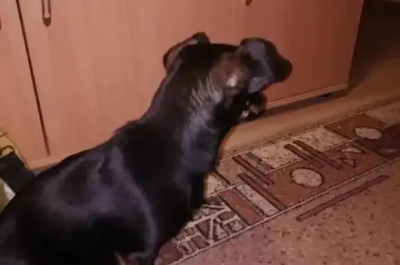 Найдена собака в Калуге