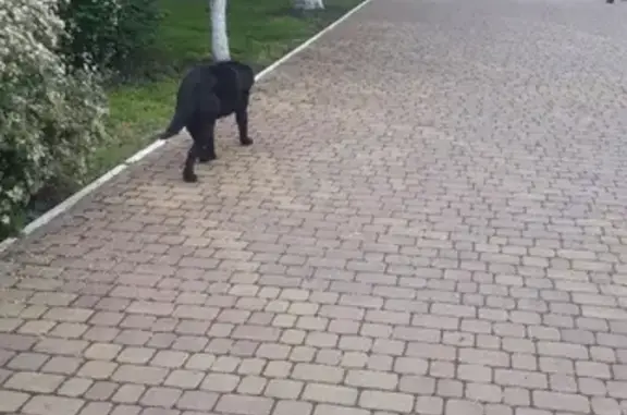 Собака найдена в Новороссийске, район 5 поликлиники