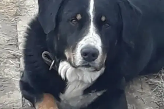 Пропала собака в Лысково, Нижегородская область