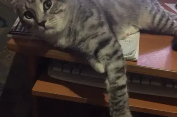 Кошки потеряшки, Кондаково, фото: Потеряшка кот в деревне Кондаково, Владимирская область