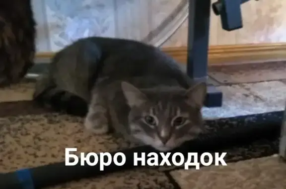Пропал кот Марсик в Нижних Валдушках, Россия, Архангельск