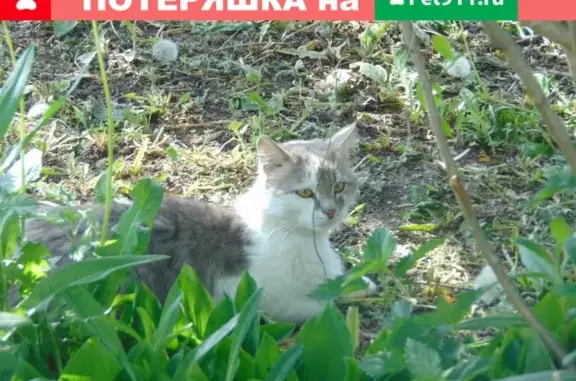 Пропал пушистый кот в деревне Салтыки, вознаграждение.