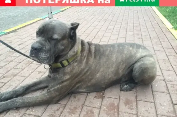 Найдена дрессированная собака в Мытищах, ул. Мира-Колпакова (д.29)