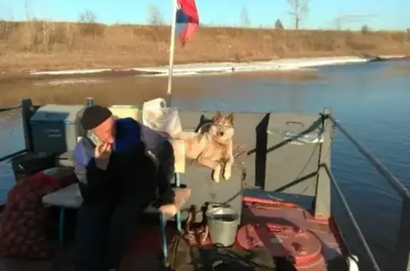 Пропала собака в Ижевске: западно-сибирская лайка, окрас белый с серыми пятнами.