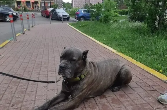 Найдена собака напротив 28 школы в Мытищах