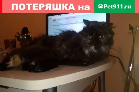 Пропала кошка на ул. Шаймуратова 5б, Стерлитамак