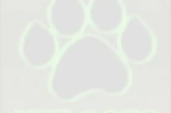 Потерянные животные Иваново, фото: Пропала кошка в Курьяново, ул. 1-я Булатовская.