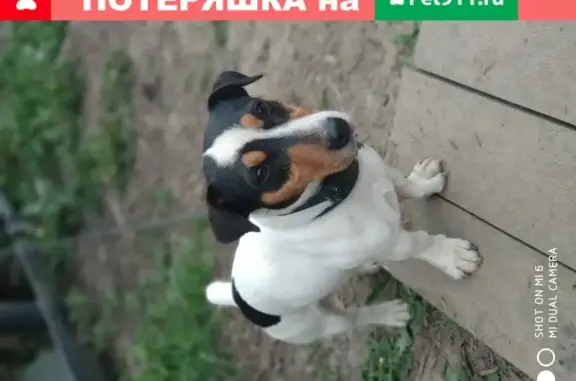 Собака найдена в Косякино, Московская обл. (140160)