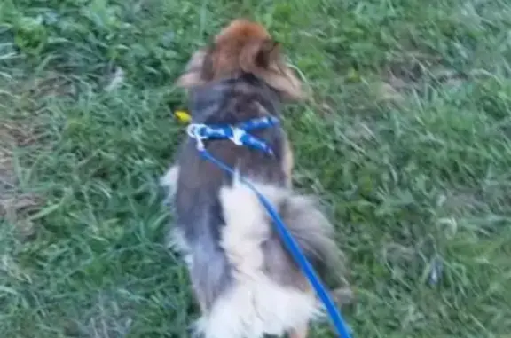Найдена рыжая шпицевая собака в Приморском районе СПб.