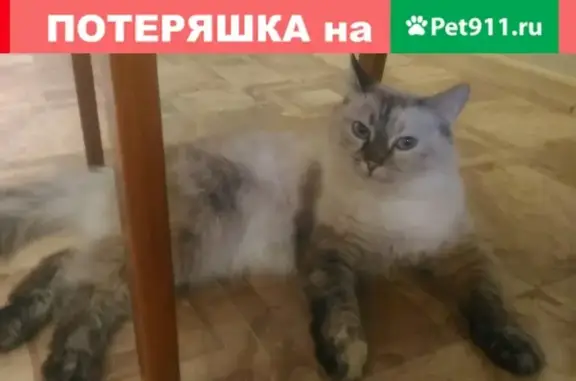 Найдена кошка на Проспекте Победы с пересечением ул. Пионерская