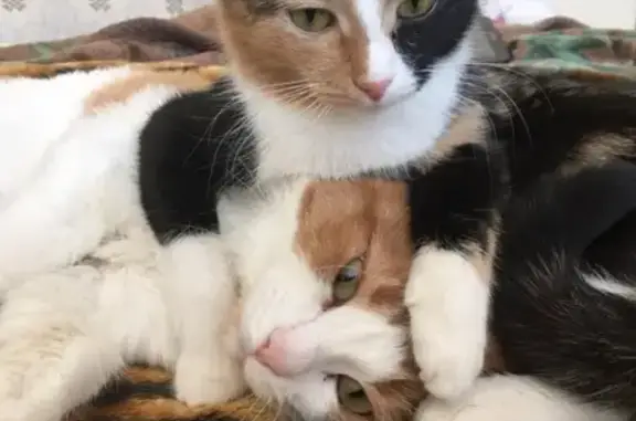 Кошки потеряшки, Киров, фото: Потеряшка кошка в Кирове