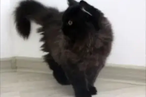 Пропала черно-дымчатая кошка в Мурманске