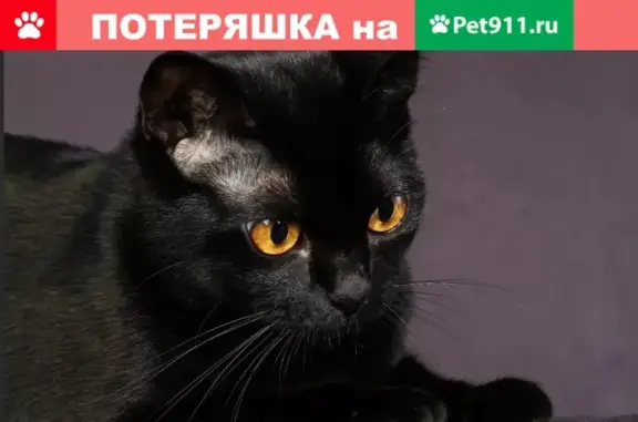 Найдена черная кошка с ошейником в Заокском районе