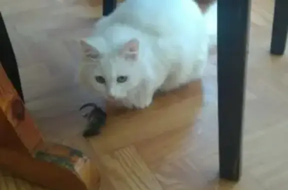 Пропала кошка Снежка в Зеленодольске