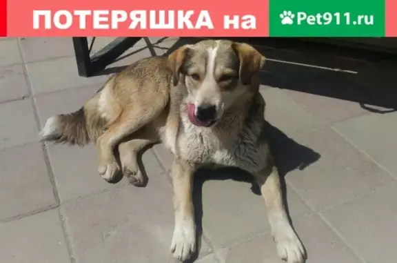 Найдена собака без ошейника возле магазина Техник