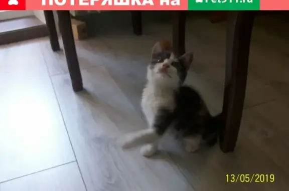 Найдена кошка в Брянске