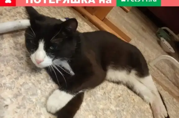 Найден черный кот (ул. Мира, Екатеринбург)